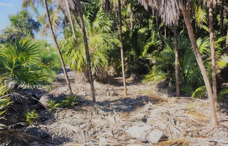 Lote de 3.6 Acres en Venta En Islas de la Bahia Cayos Cochinos